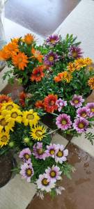 Chamchamal Nursery