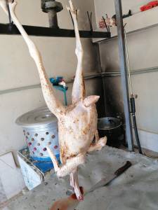Chicken Shop
